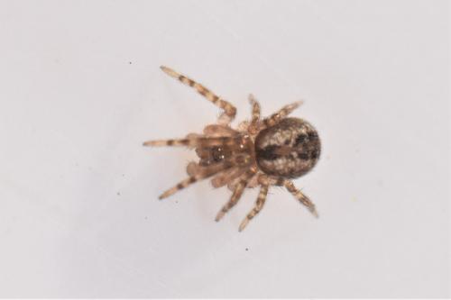 Lathys humilis